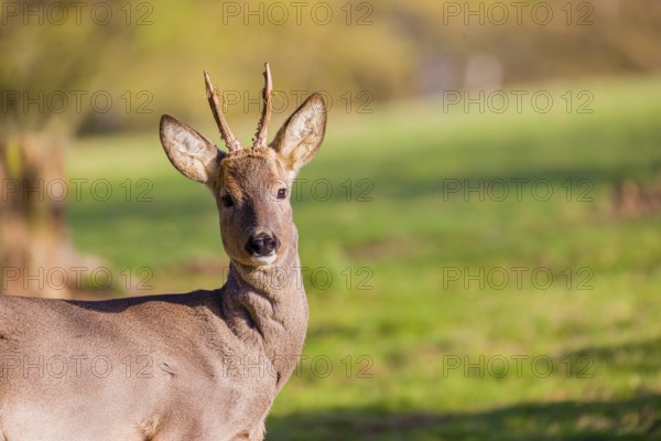 Portrait of a Roe Deer buck, (Capreolus capreolus)
