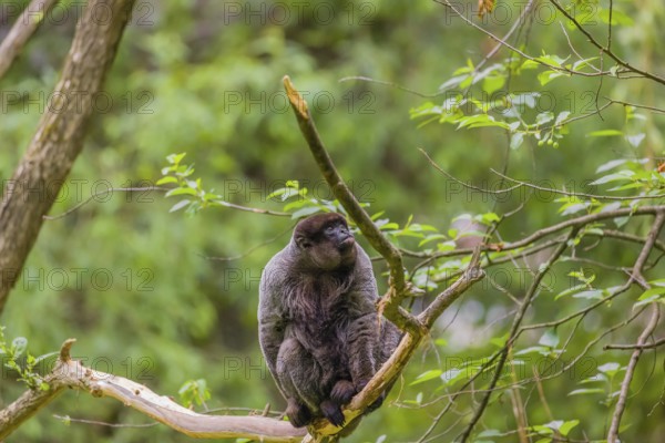 A common woolly monkey, brown woolly monkey, or Humboldt's woolly monkey (Lagothrix lagothricha) sits in a tree