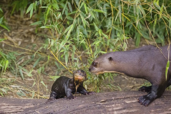 A two-year-old giant otter or giant river otter (Pteronura brasiliensis) cares for a 2-month-old sibling