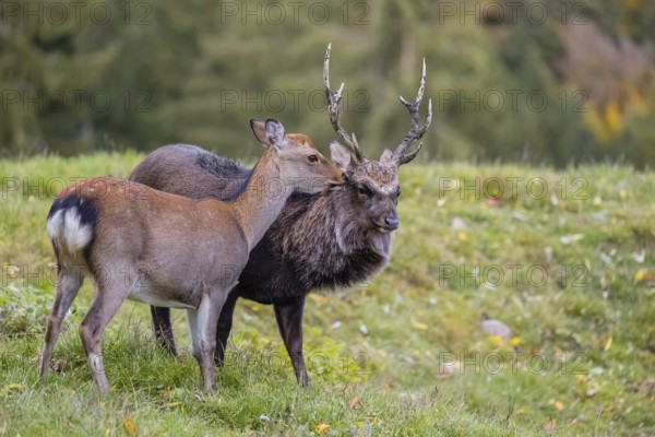 Deep affection. A Japanese sika deer (Cervus nippon nippon) doe cuddles intensely with a stag