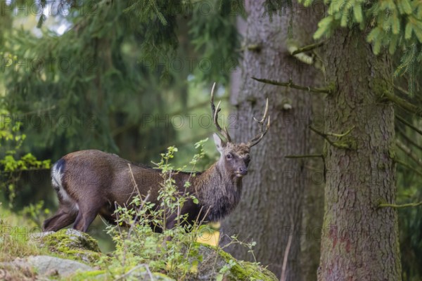 A Japanese sika deer (Cervus nippon nippon) stag stands on hilly ground in a forest, watching the photographer