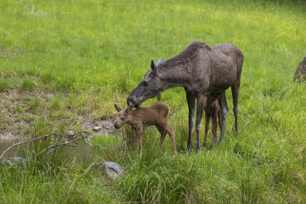 Two baby moose or elk (19 days old, born May 8, 2020) and their mother, Alces alces, standing on a meadow with fresh green grass. Taken care of by their mother