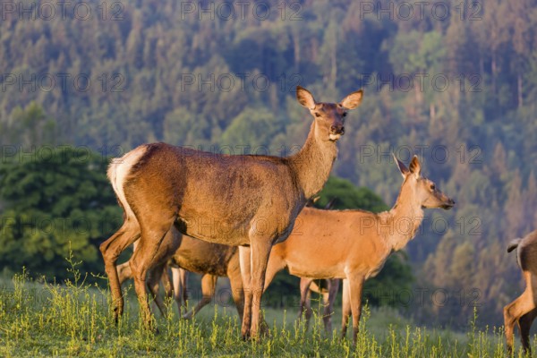 A group of female Altai maral, Altai wapiti or Altai elk (Cervus canadensis sibiricus) stand in a meadow in the first light of the day