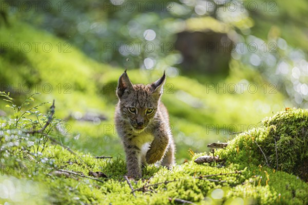 One young (10 weeks old) male Eurasian lynx, (Lynx lynx), walking over a mossy, wet forest floor. Shaking off the water of his paws. Backlit condition
