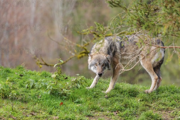 A male eurasian grey wolf (Canis lupus lupus) stands on top of a hill on a sunny autumn day and looks fearfully into the camera