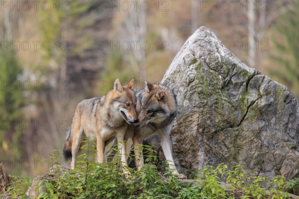 Two gray wolves (Canis lupus lupus) stand on a lying tree trunk in front of a rock on the top of a small hill