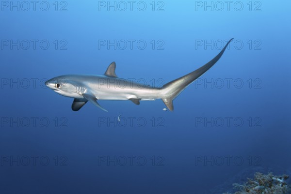 Common thresher, thresher, shark, (Alopias vulpinus), swimming with cleaner wrasse (Labroides dimidiatus) over coral reef, fish, species, endangered, Red Sea, Brother Islands, El Akhawein, Egypt, Africa