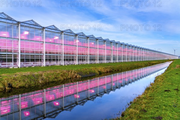 Large greenhouses for cucumbers and strawberries, over 10 hectares, the plants are artificially illuminated in pink, which promotes growth in winter, in Maasbree, west of Venlo, Netherlands