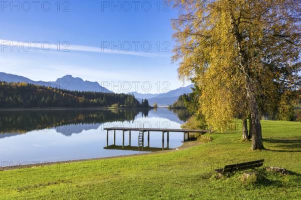 Quiet alpine lake in autumn with jetty, surrounded by colourful trees and mountains in the background, Forggensee near Füssen, Ostallgäu, Bavaria, Germany, Europe