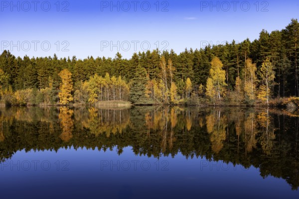 Autumn coloured birch trees on the shore of a fish pond near Neu Nagelberg, Gmünd, Waldviertel, Lower Austria, Austria, Europe