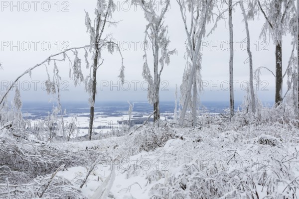 Winter landscape with view on the mountain top of Czorneboh, trees thickly covered with snow and hoarfrost, heavily damaged trees due to drought, storm and snow breakage, Lusatian Mountains, Upper Lusatia, Saxony, Germany, Europe