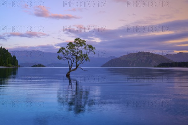 A tree stands in a lake, surrounded by mountains and pink dawn, summer, Lake Wanaka, Wanaka, Otago, South Island, New Zealand, Oceania