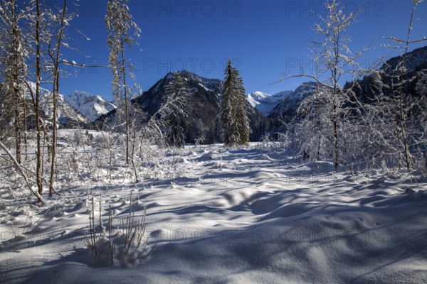 Winter landscape in the snow, snowy landscape, snow-covered trees, behind mountains of the Allgäu Alps, Oberstdorf, Oberallgäu, Allgäu, Bavaria, Germany, Europe