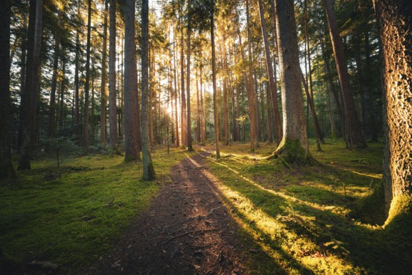 A forest path flooded with sunlight, surrounded by tall trees casting long shadows, Unterhaugstett, Black Forest, Calw district, Germany, Europe