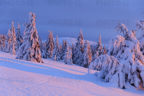 Winter magic at the Wossecker Baude at dusk, snow-covered trees in the evening light, Harrachsdorf in the Giant Mountains, Czech Republic, Europe