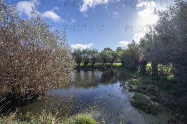 Wicker (Salix viminalis) and silver willow (Salix alba) at a village pond, Othenstof Estate, Mecklenburg-Western Pomerania, Germany, Europe