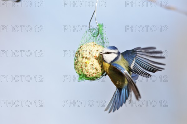 Blue tit (Cyanistes caeruleus, syn.: Parus caeruleus), approaching a tit dumpling, winter feeding of songbirds, Middle Elbe Biosphere Reserve, Dessau-Roßlau, Saxony-Anhalt, Germany, Europe