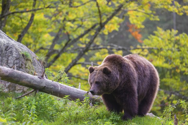 An adult female brown bear (Ursus arctos arctos) stands grazing on a green meadow. A bright green forest can be seen in the background