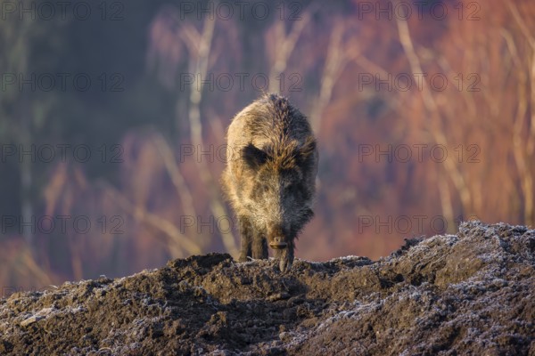 A young wild boar or wild pig (Sus scrofa) stands on a frozen mound of earth in the early morning, looking for food