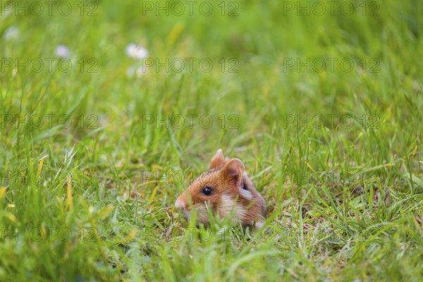 A European hamster (Cricetus cricetus), Eurasian hamster, black-bellied hamster or common hamster, forages for food on fresh green grass