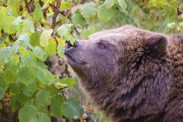 An adult female brown bear (Ursus arctos arctos) eating leaves from a birch tree