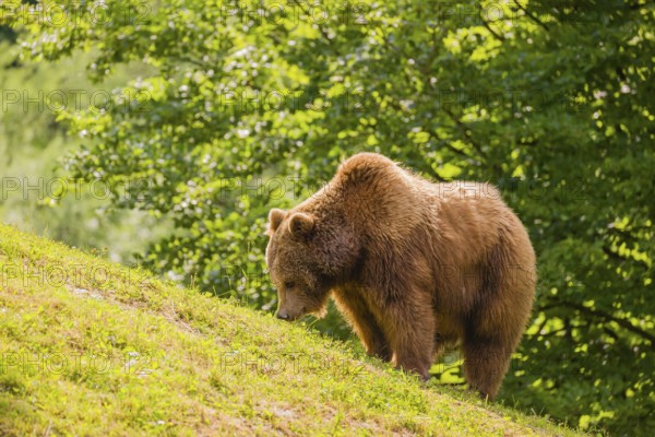 An adult female brown bear (Ursus arctos arctos) stands grazing on a green meadow