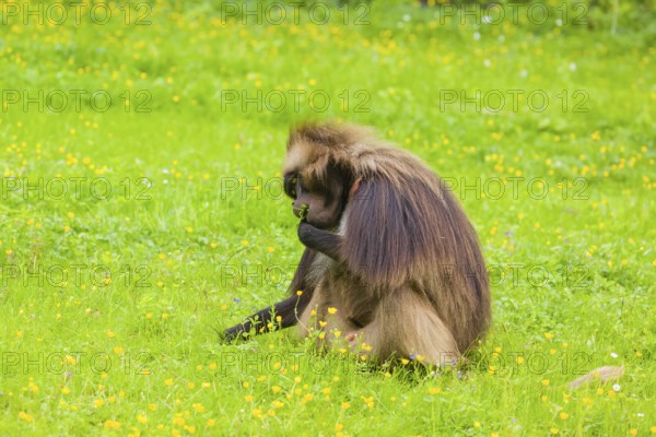 A male Gelada (Theropithecus gelada), or bleeding-heart monkey grazes on a green meadow