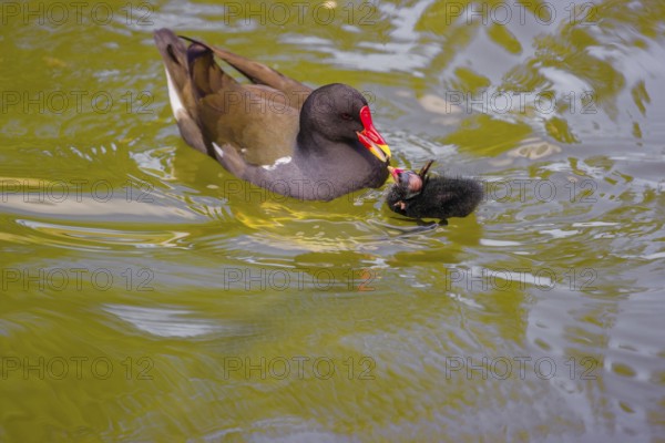 An adult common moorhen (Gallinula chloropus), swims in a pondand feeds one of her chicks