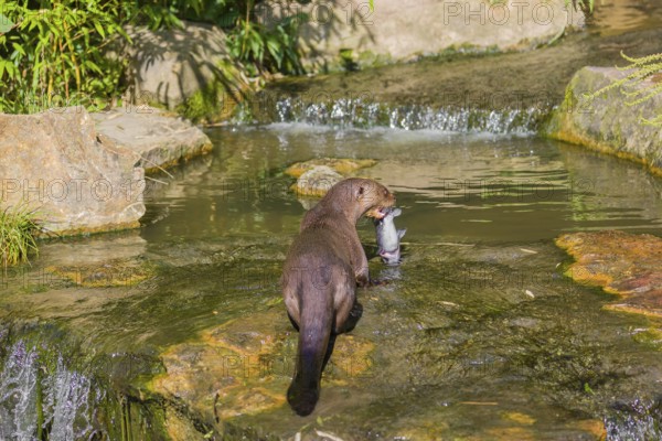 An adult giant otter or giant river otter (Pteronura brasiliensis) sits in a small creek with a little cascade and eats a fish