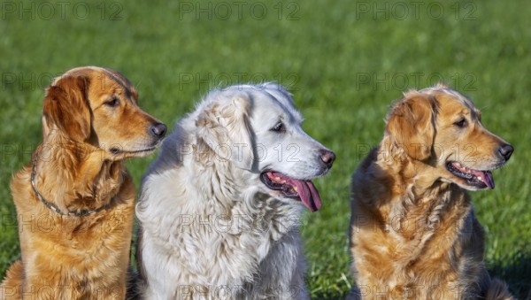 Golden retriever dog with cream coloured coat sitting outside amongst two golden retrievers in garden