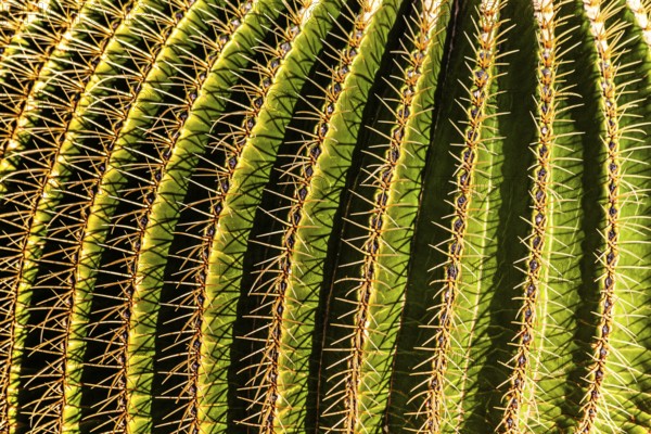 2016, Guatiza, Lanzarote, Jardin de Cactus by Cesar Manrique, ESP, Spain, Canary Islands, Canary Islands, Atlantic Ocean, Lanzarote, biosphere reserve, volcano, volcanism, volcanic island, island, recording date, Europe