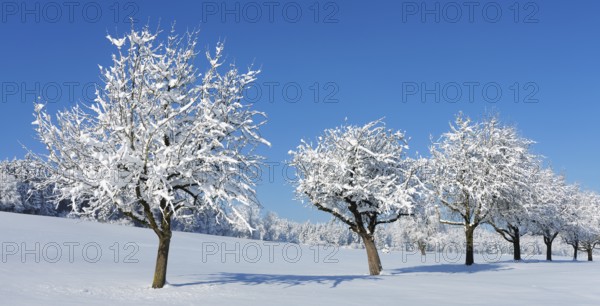 Row of trees covered in deep snow against a blue sky, Horben, Lindenberg, Freiamt, Canton Aargau, Switzerland, Europe