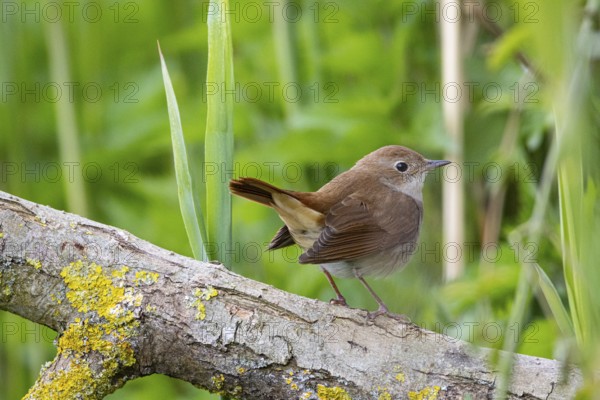 Nightingale (Luscinia megarhynchos) Germany