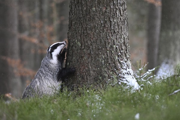 Badger in the snow, Wittlich, Rhineland-Palatinate, Germany, Europe