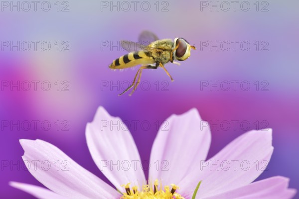 Syrphus ribesii (Syrphus ribesii) in flight on the flower of an ornamental basket (Cosmos bipinnatus)