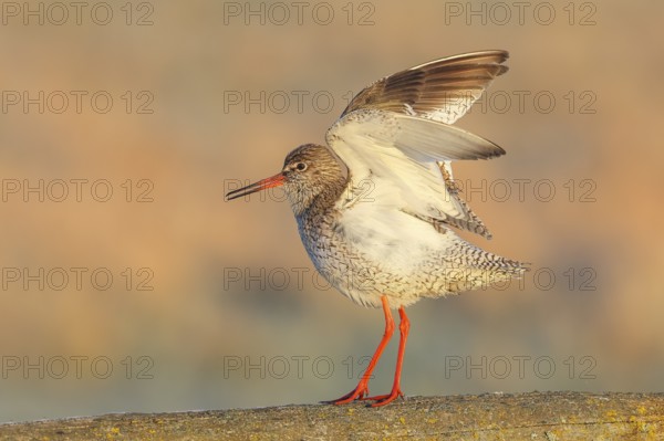 Redshank, (Tringa totanus), mating on a pasture fence, Wildlife, Animals, Birds, Snipe family, Ochsenmoor, Naturpark Dümmer See, Hüde Lower Saxony, Germany, Europe