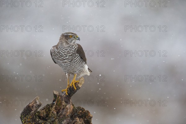 Goshawk (Accipiter gentilis) Germany