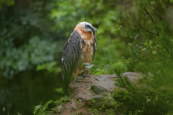 Bearded Vulture (Gypaetus barbatus) adult bird, sitting on a rock, Germany, Europe