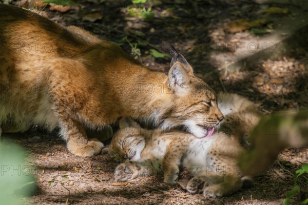 Eurasian lynx (Lynx lynx) mother with her youngsters (cubs) in a forest, Bavaria, Germany, Europe