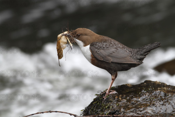 White-throated Dipper (Cinclus cinclus) with nesting material in its beak on mossy stones on the bank of a mountain stream, Saxon Switzerland, Elbe Sandstone Mountains, Saxony, Germany, Europe
