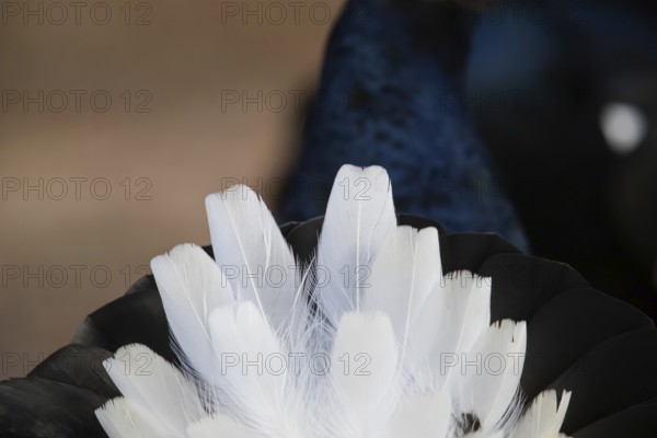 Black Grouse (Tetrao tetrix) Male, Sweden, Europe