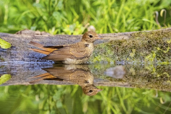 Nightingale (Luscinia megarhynchos) Hungary