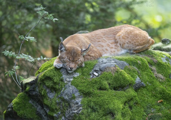 Eurasian lynx (Lynx lynx) lying on a moss-covered rock in the forest and sleeping, Germany, Europe