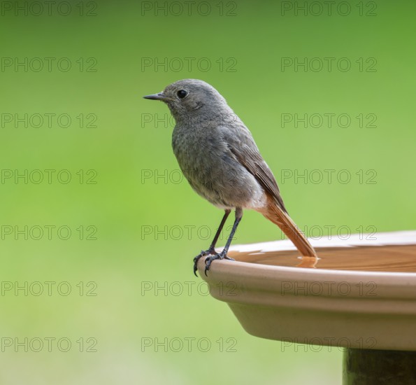 Black redstart (Phoenicurus ochruros), female standing on a bird bath, Lower Saxony, Germany, Europe