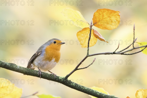 A robin (Erithacus rubecula) sitting on a branch surrounded by yellow and orange leaves in autumn, Hesse, Germany, Europe