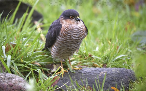 Sparrowhawk, (Accipiter Nisus) Bird of prey in the grass, Schleswig-Holstein, Germany, Europe