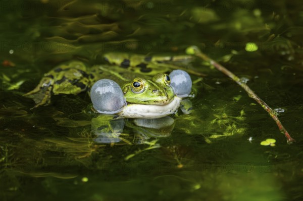 Edible frog (Pelophylax esculentus) in a little lake in the water, Bavaria, Germany, Europe
