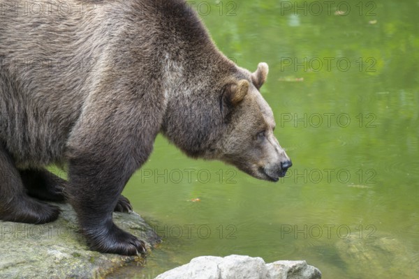 Brown bear (Ursus arctos) standing on a rock at a pond, captive, Bavarian Forest National Park, Bavaria, Germany, Europe