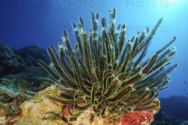 Close-up of Noble feather star (Comaster nobilis) Hair star filters zooplankton phytoplankton from nutrient-rich seawater into healthy intact coral reef, Pacific Ocean, Yap Island, Yap State, Caroline Islands, Federated States of Micronesia FSM, Australia, Oceania