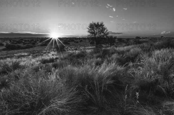 African sunrise in black and white. The sun shows sun rays as it just comes over the horizon. Clouds are in the sky. Sunrise in the Kalahri on the Namibian side. Kalahari, Namibia, Africa